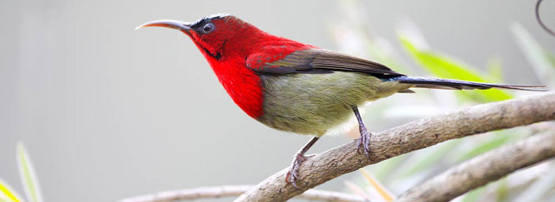 Chitwan Bird Watching