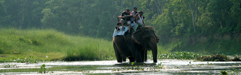 Elephant-Top Safari