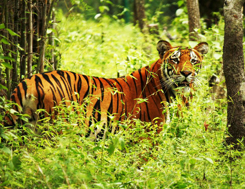 Bardia National Park Travel Guide