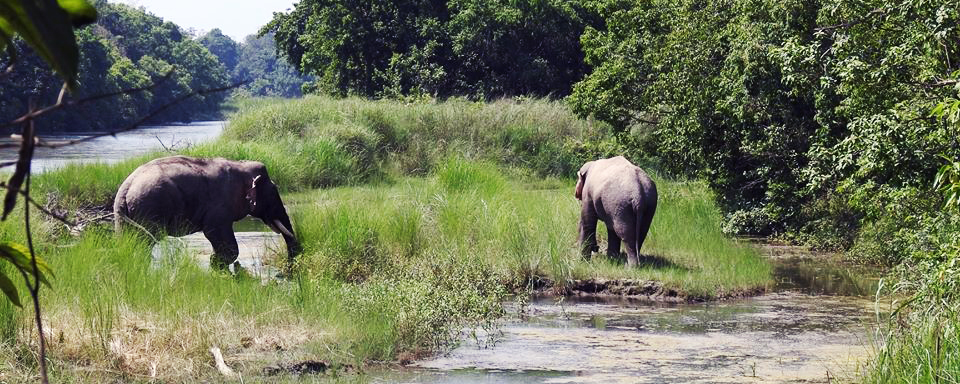Wild Elephant in Bardia