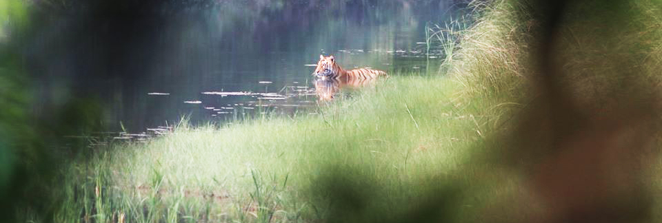 Bardia National Park