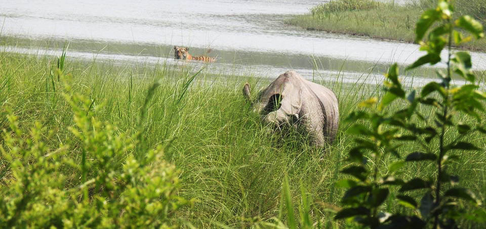 Wildlife in Bardia