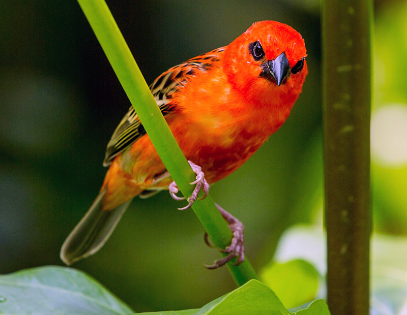 Birds of Nepal Tour