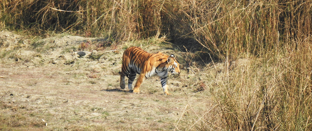 Tiger Tour Bardia