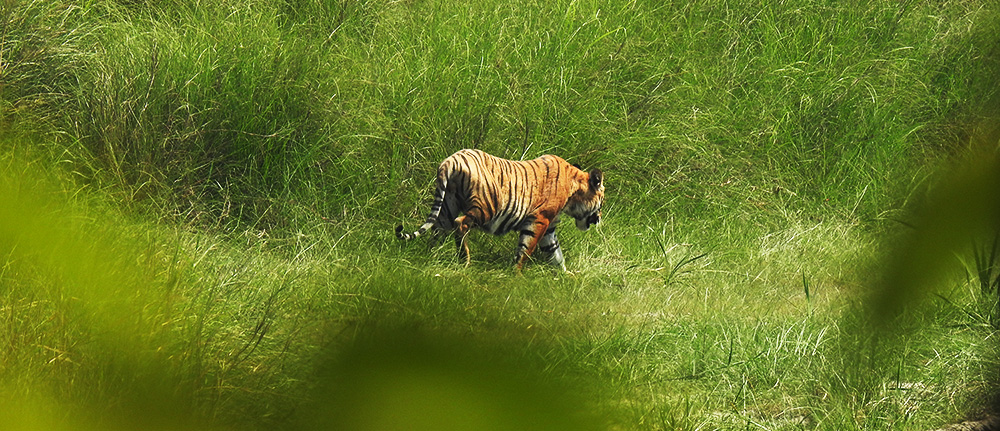 Tiger Tracking Tours