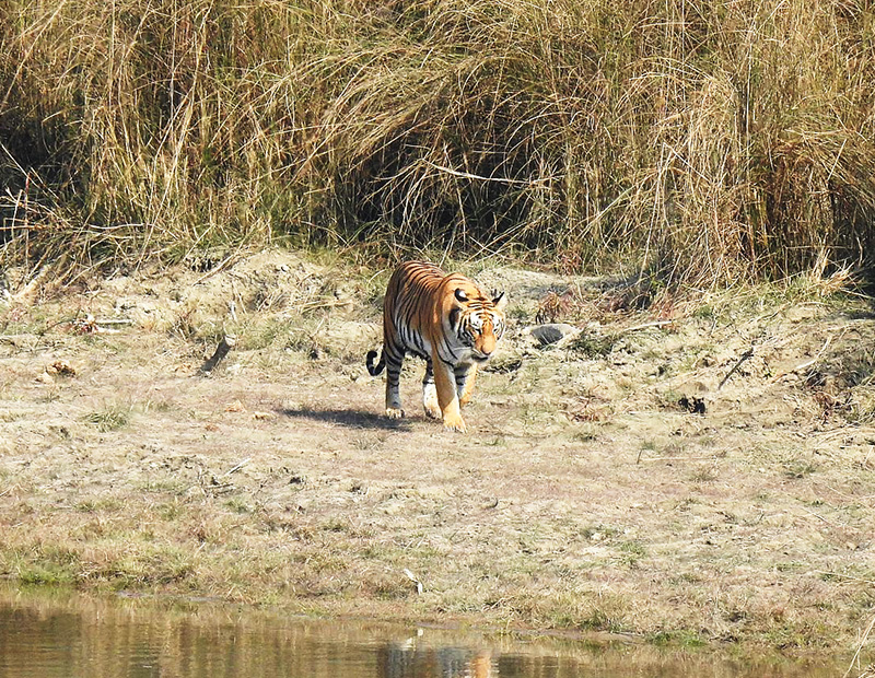Bardia Tiger Tracking Tour